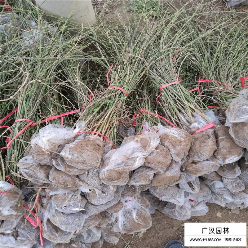 迎春大樹苗價格