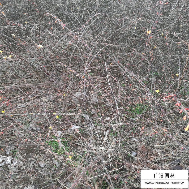 迎春大樹苗價格