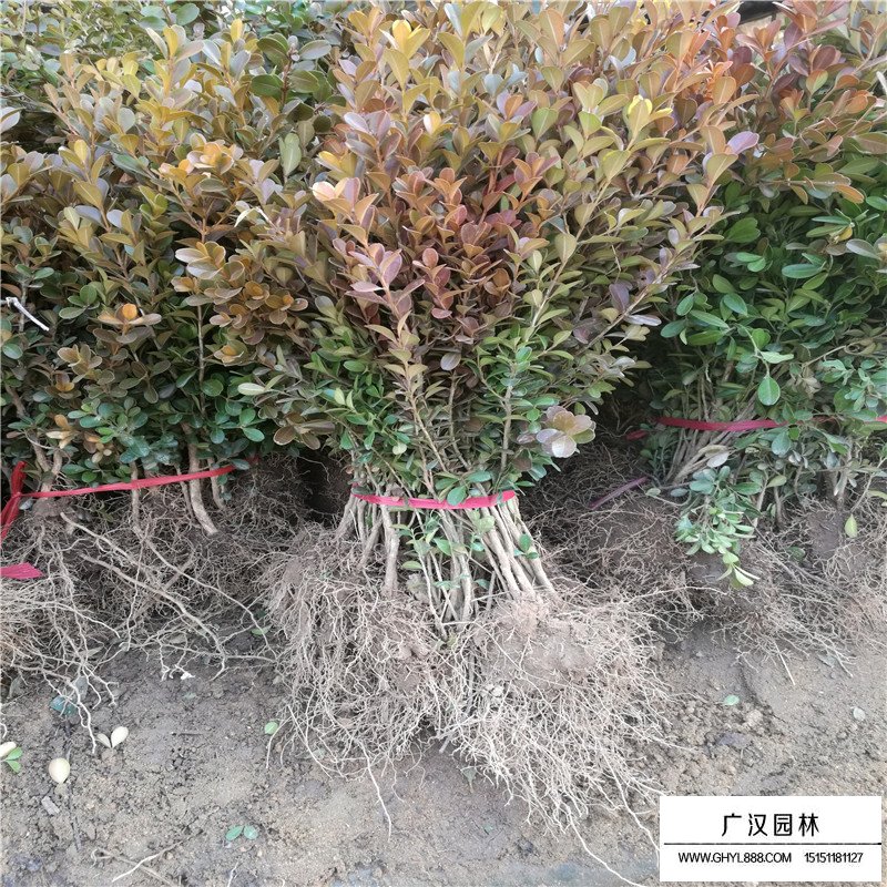 瓜子黃楊