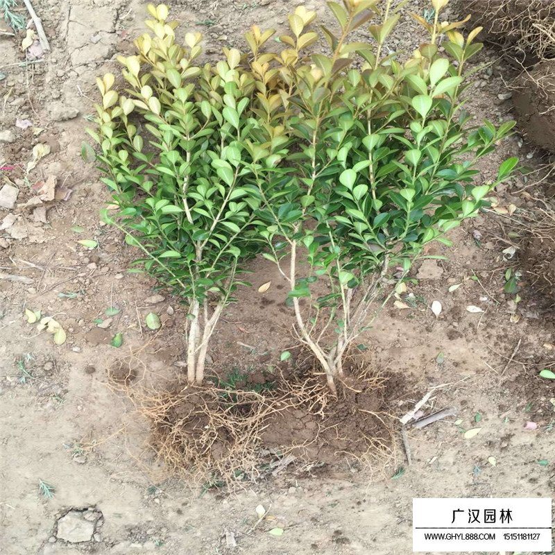 瓜子黃楊