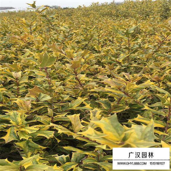 黃金枸骨