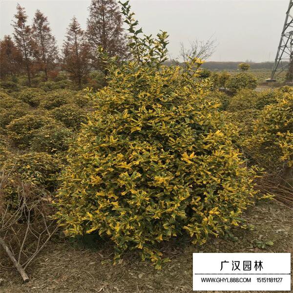 黃金枸骨
