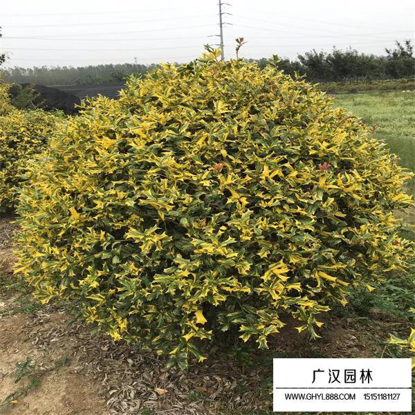 黃金枸骨