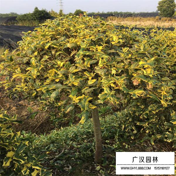 黃金枸骨