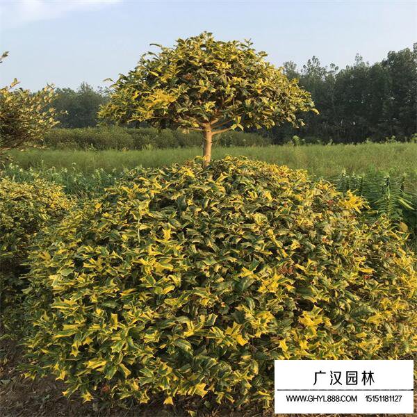 黃金枸骨