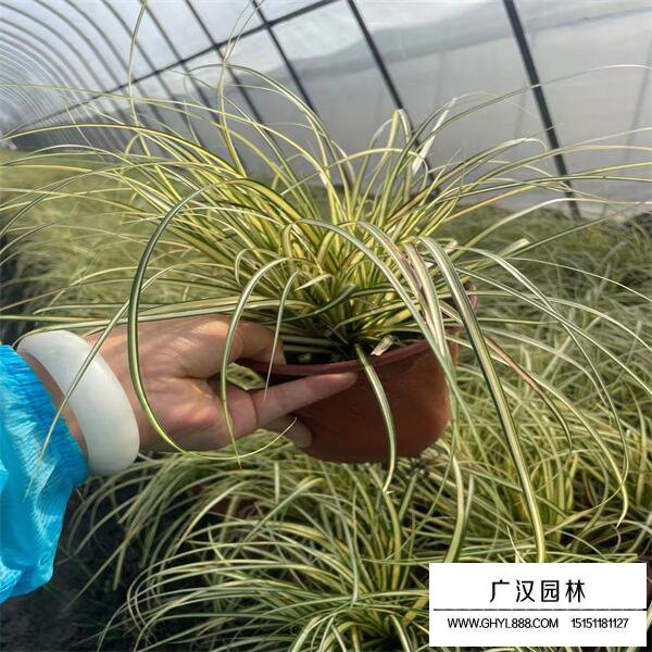 金葉石菖蒲
