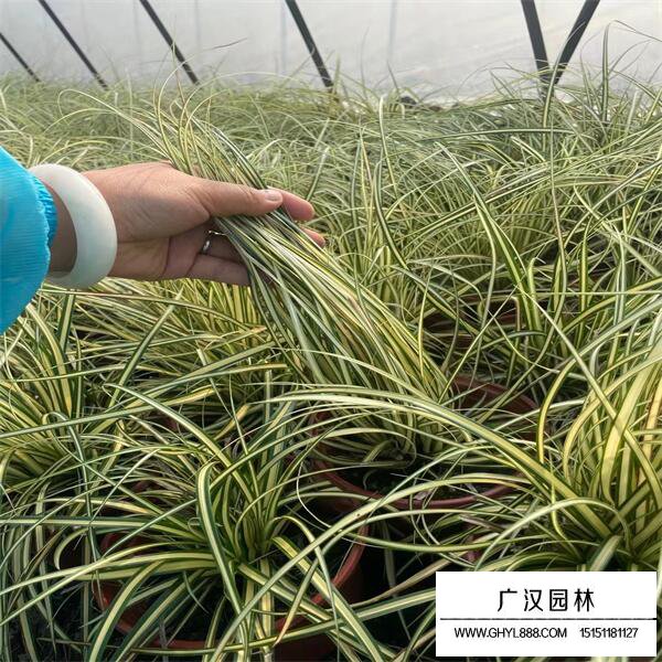金葉石菖蒲