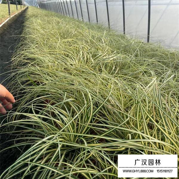 金葉石菖蒲