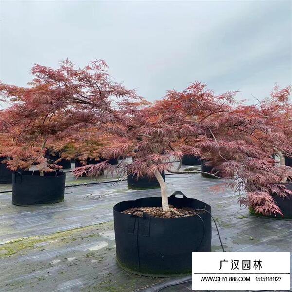日本羽毛楓