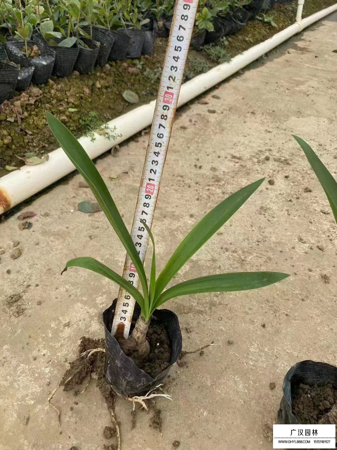 蜘蛛蘭
