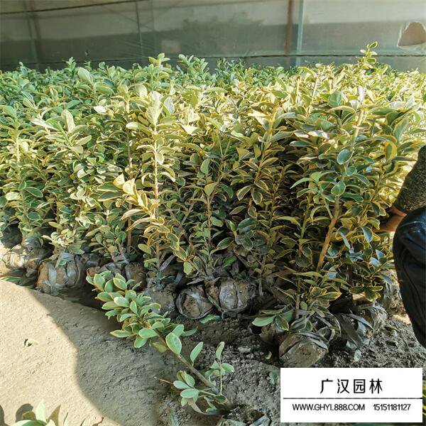 金邊黃楊苗