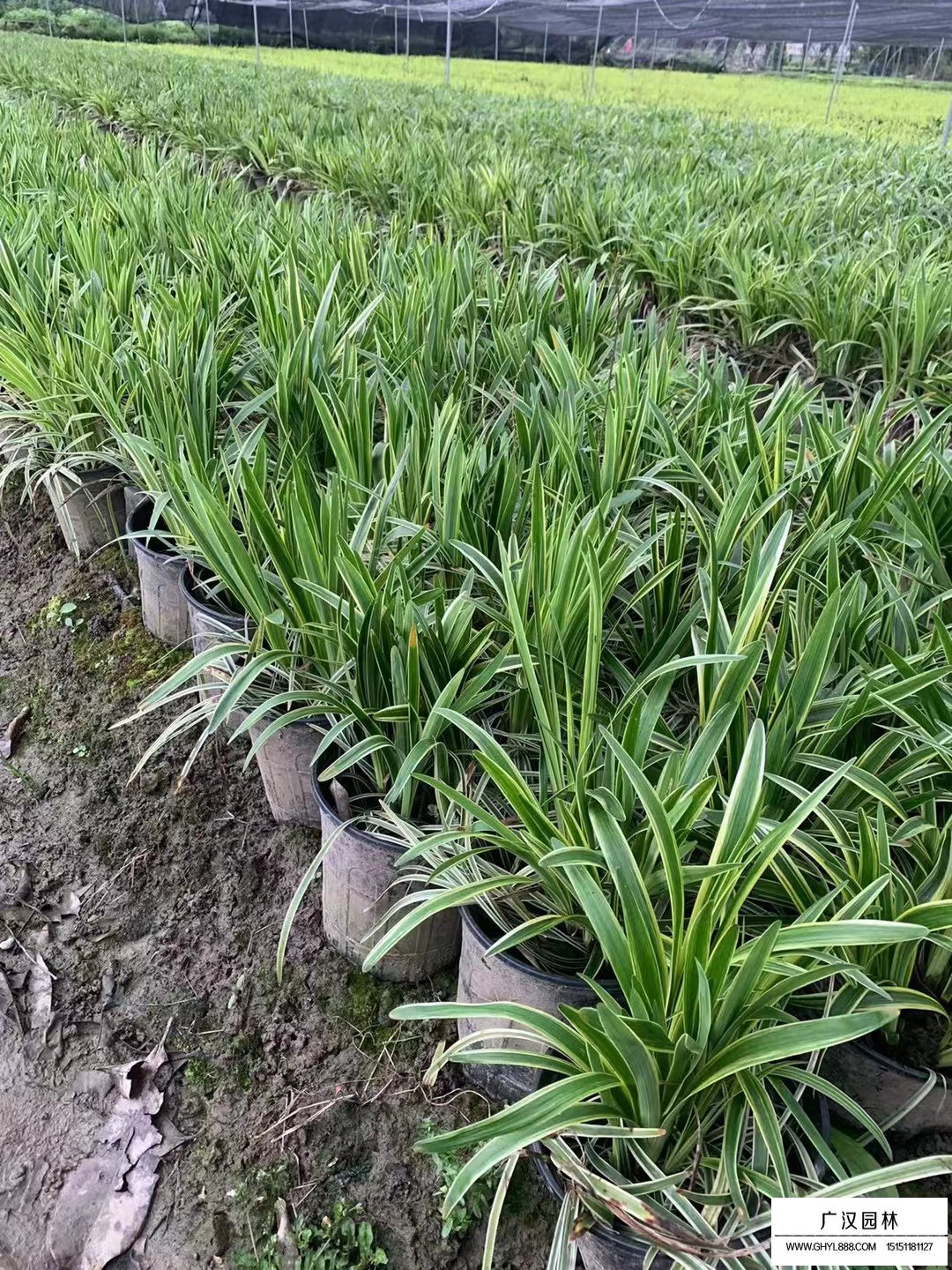 金邊麥冬草