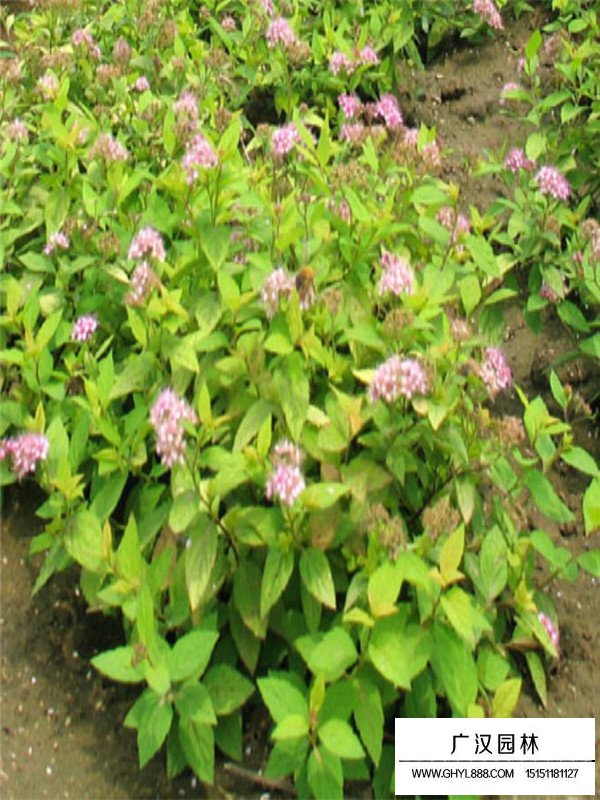 金山繡線菊