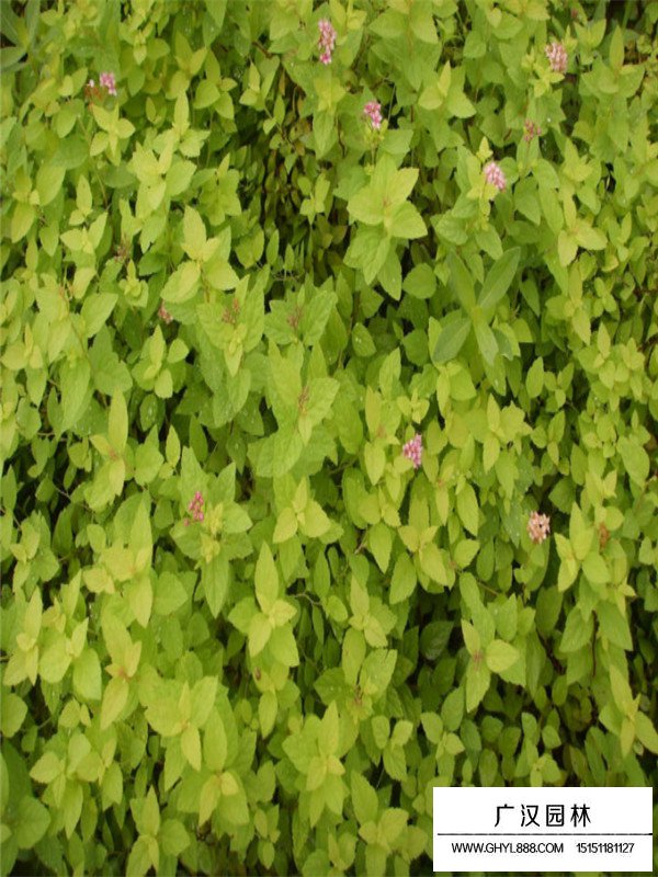金山繡線菊
