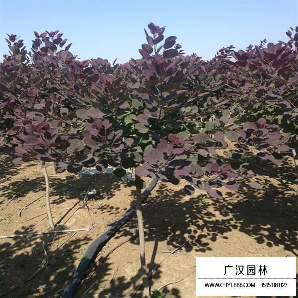 美國紅櫨