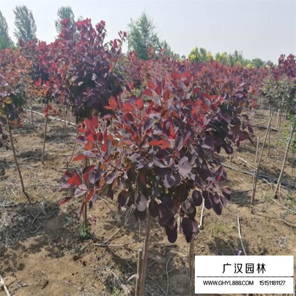 美國紅櫨
