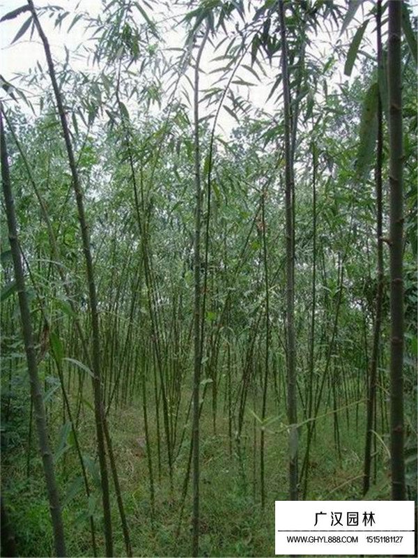 美國竹柳