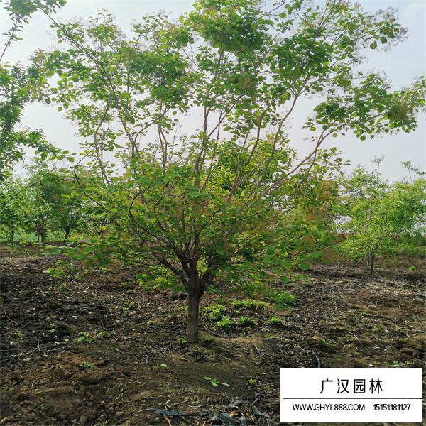 黃櫨樹