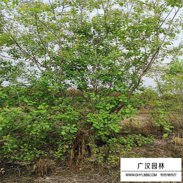 黃櫨樹