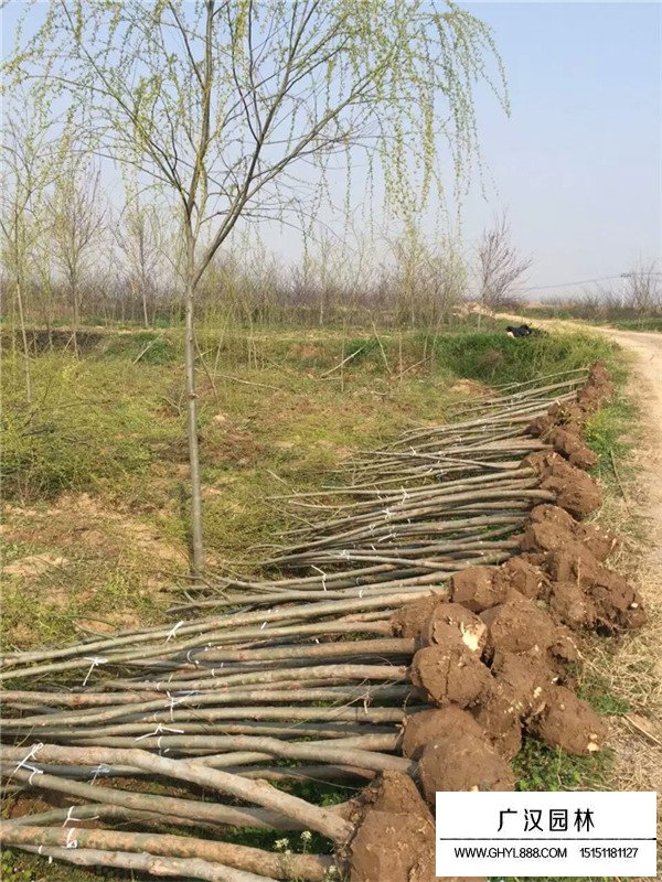 饅頭柳
