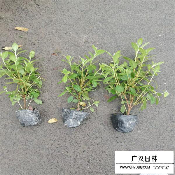 毛鵑苗