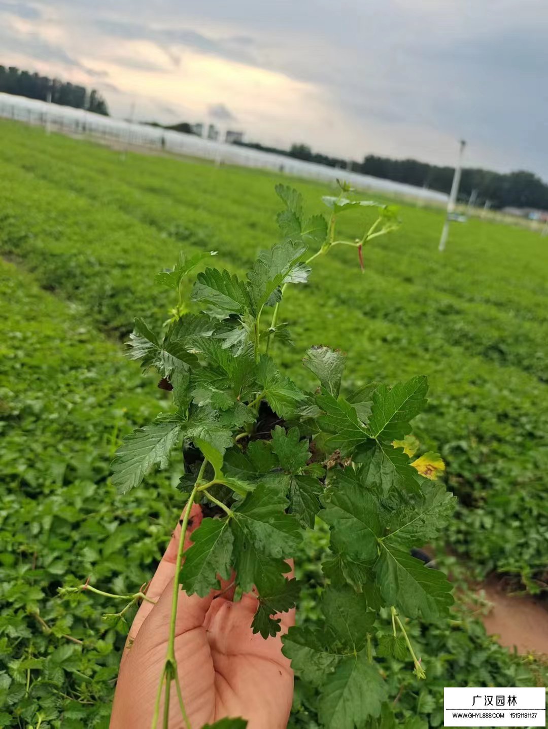 三葉委陵菜