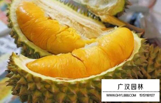 榴蓮的功效