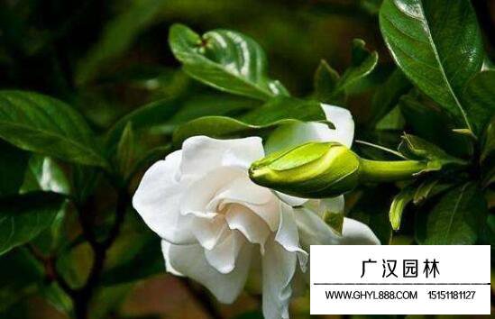 梔子花