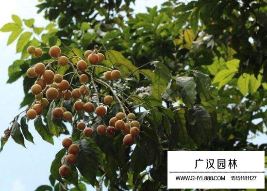 黃皮果