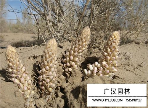 肉蓯蓉是什么