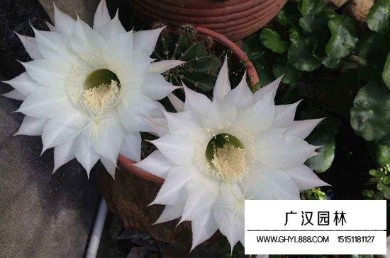 曇花圖片