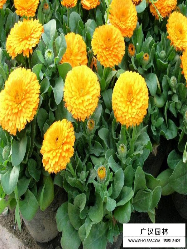 金盞菊