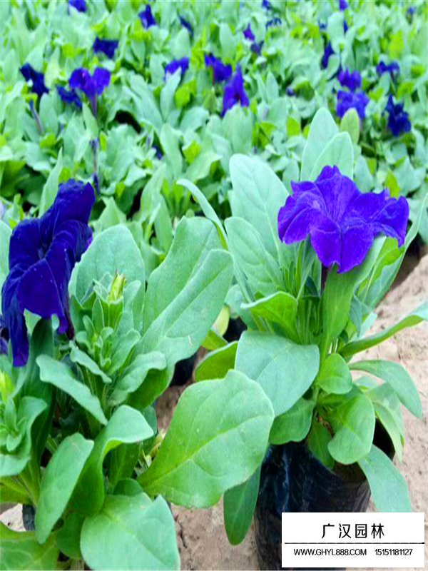 藍牽牛
