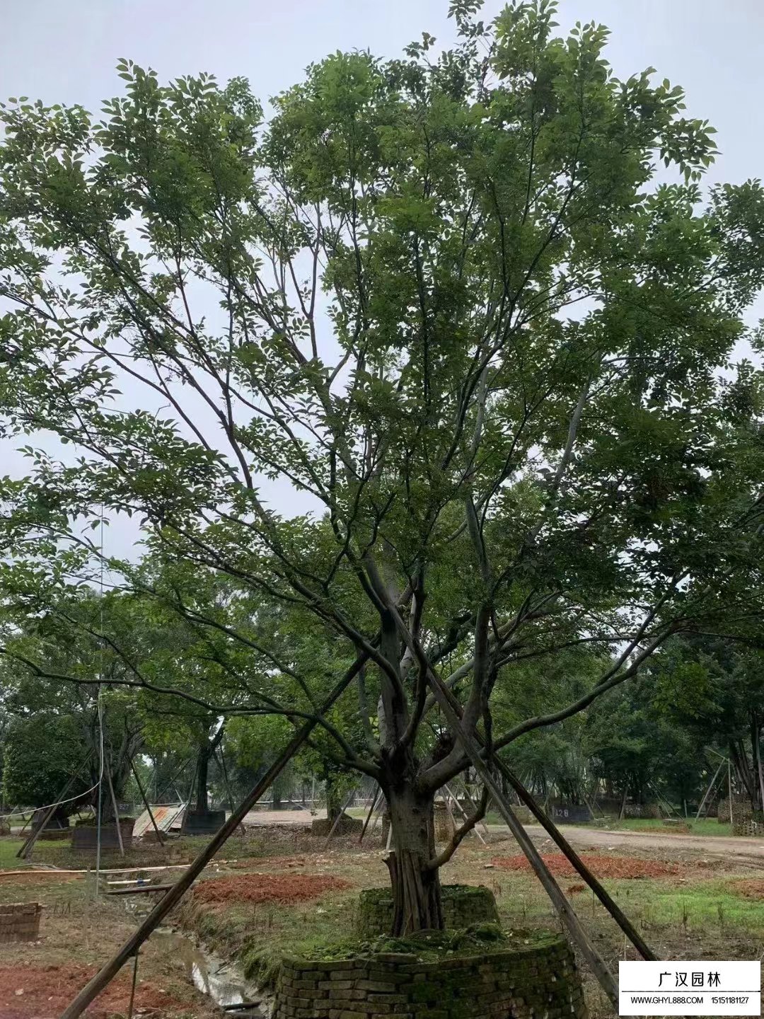 樸樹