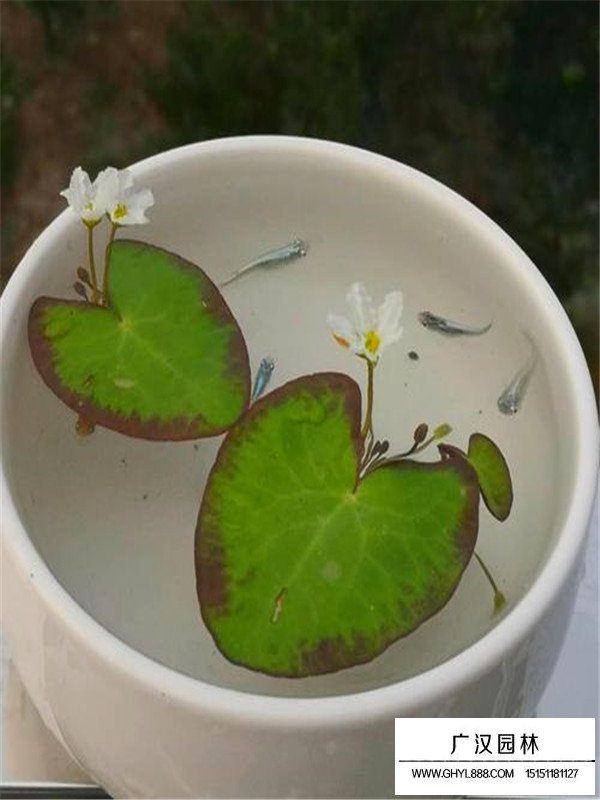 一葉蓮
