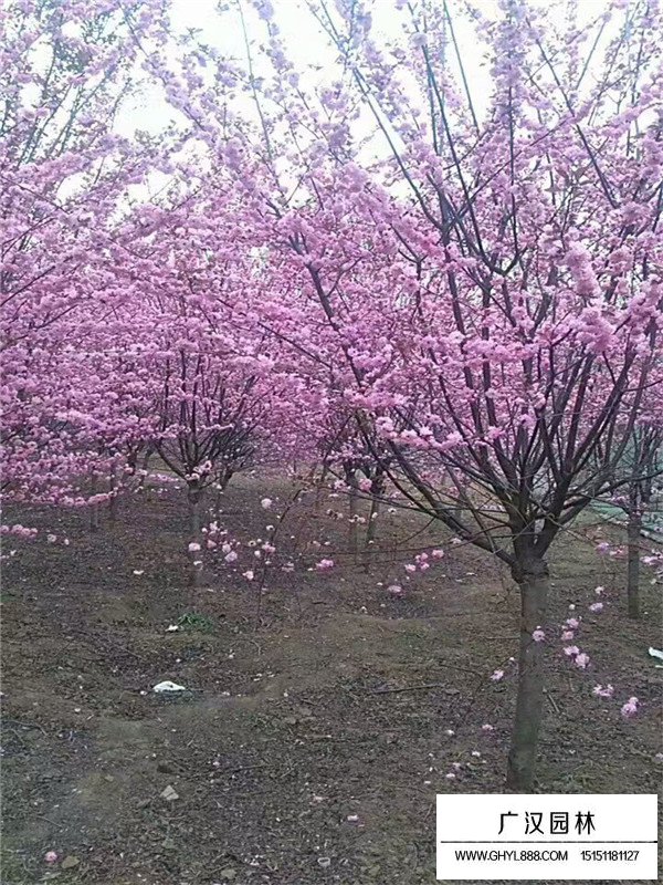 榆葉梅