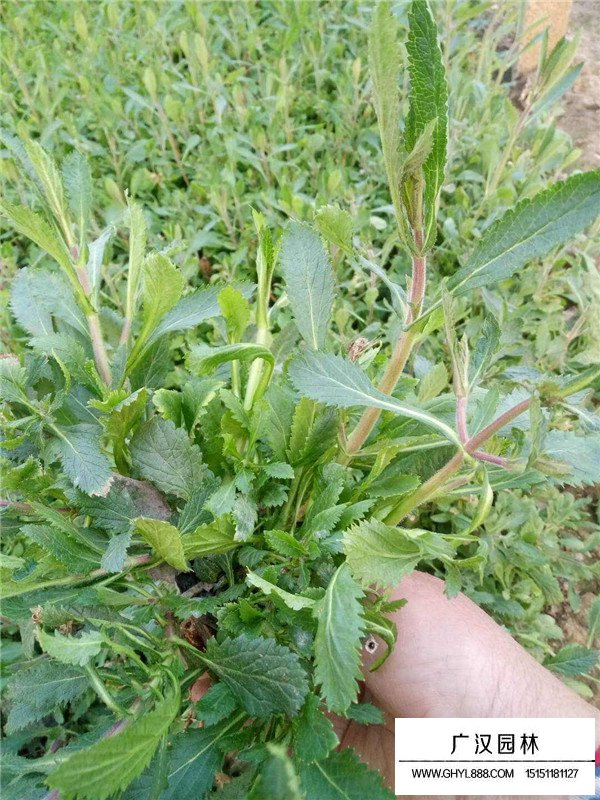 馬鞭草