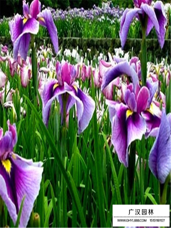 馬蘭花