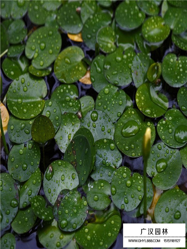 水罌粟
