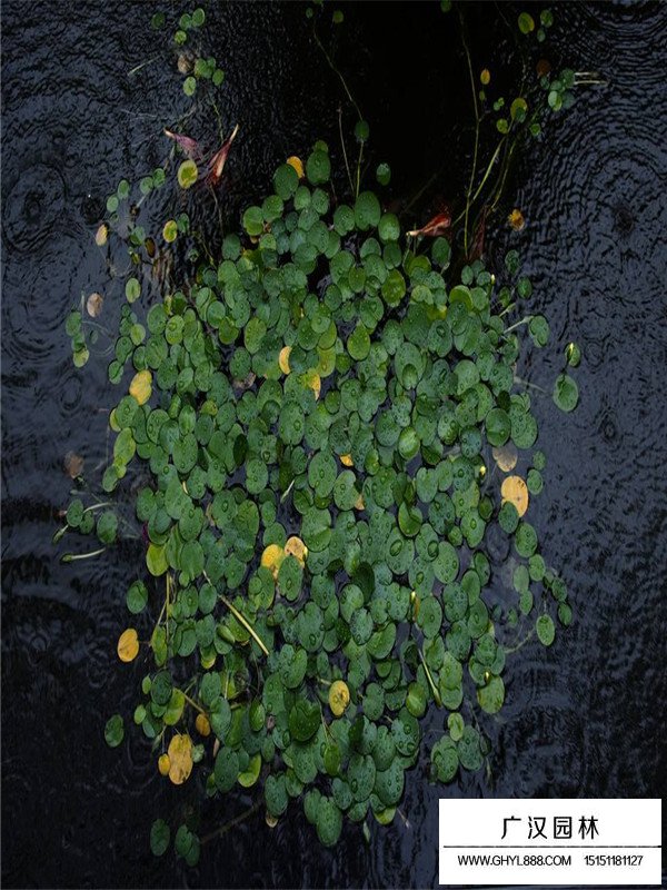 水罌粟