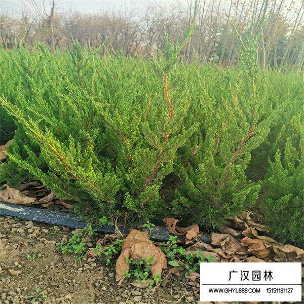 龍柏