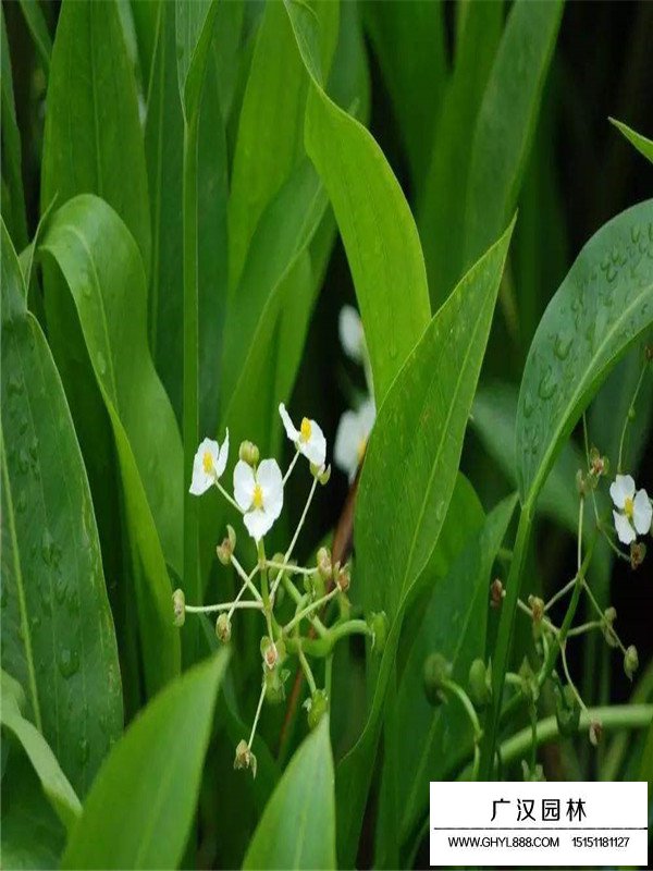 毛茛澤瀉