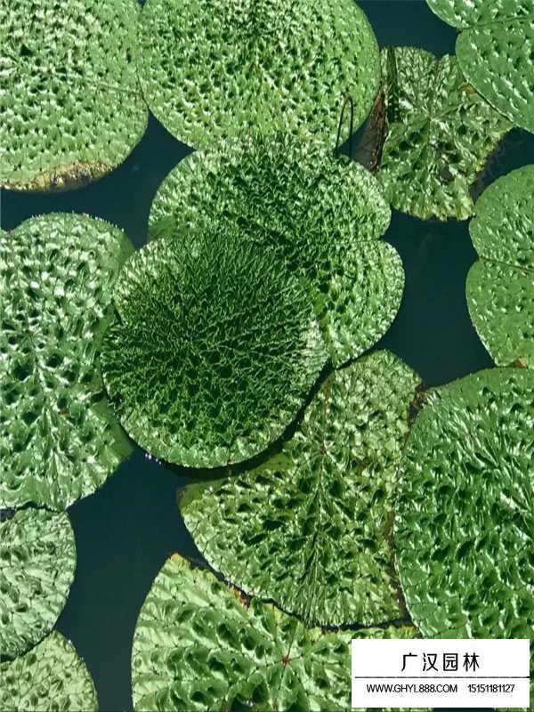 芡實