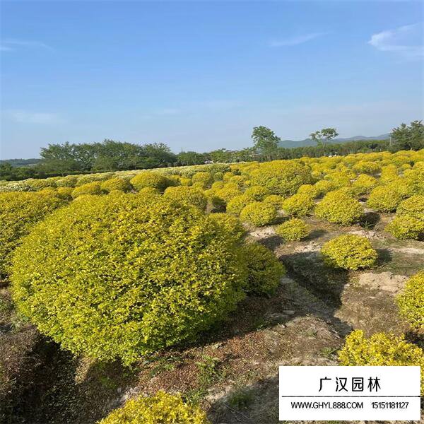 亮金女貞球