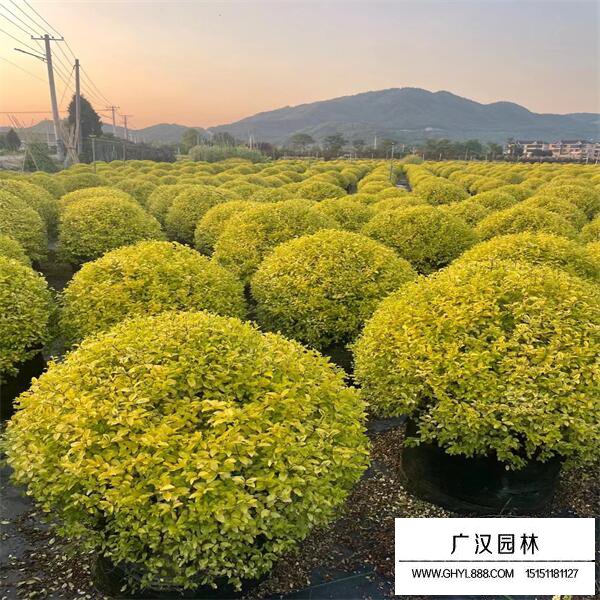 亮金女貞球