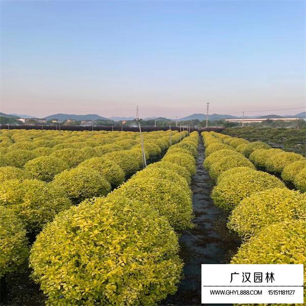 亮金女貞球