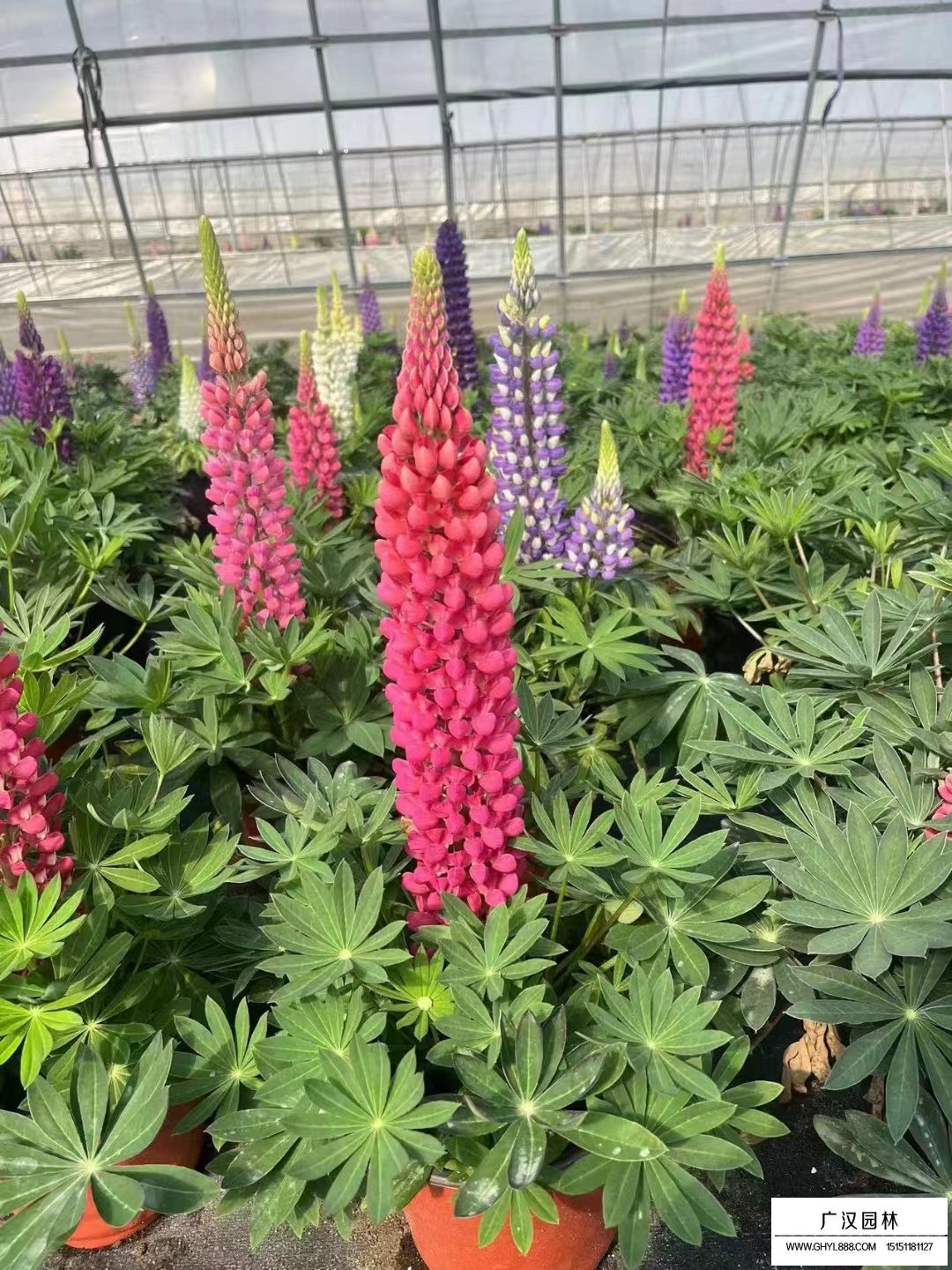 魯冰花小苗