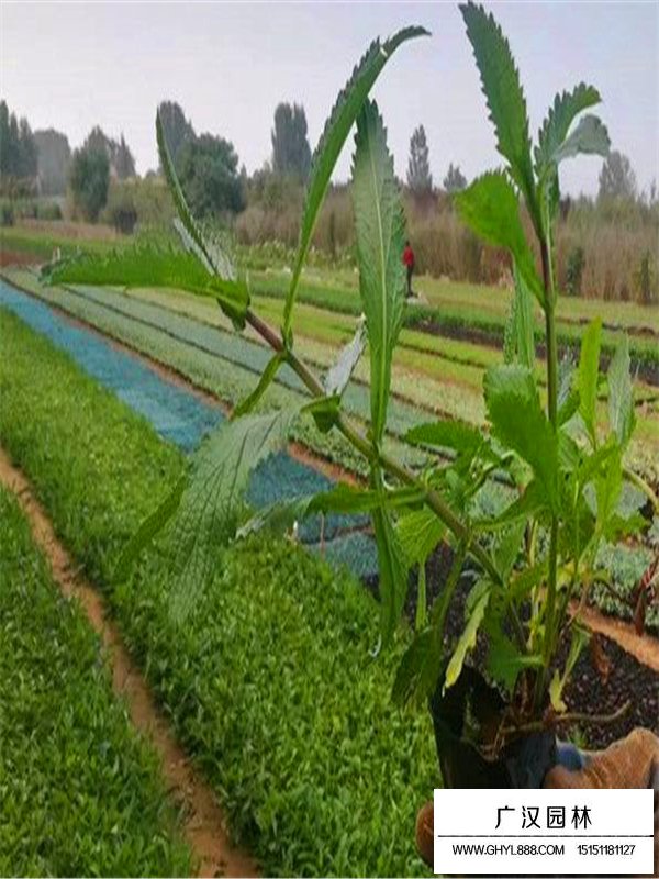 柳葉馬鞭草小苗