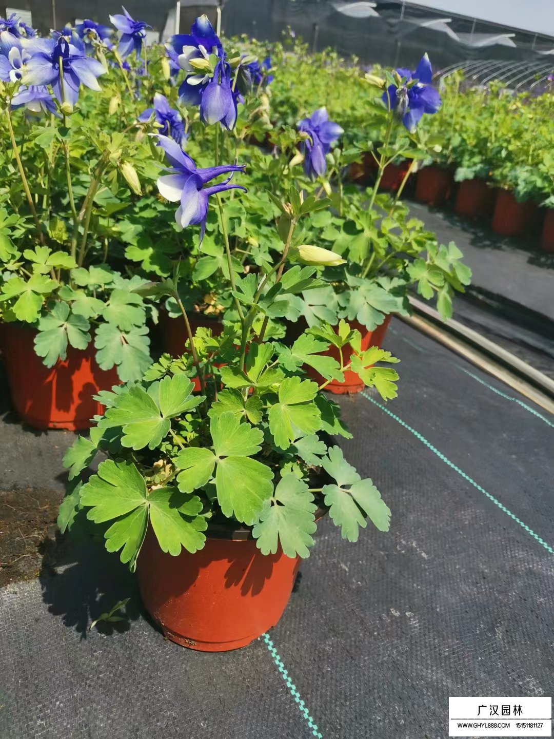 耬斗菜小苗