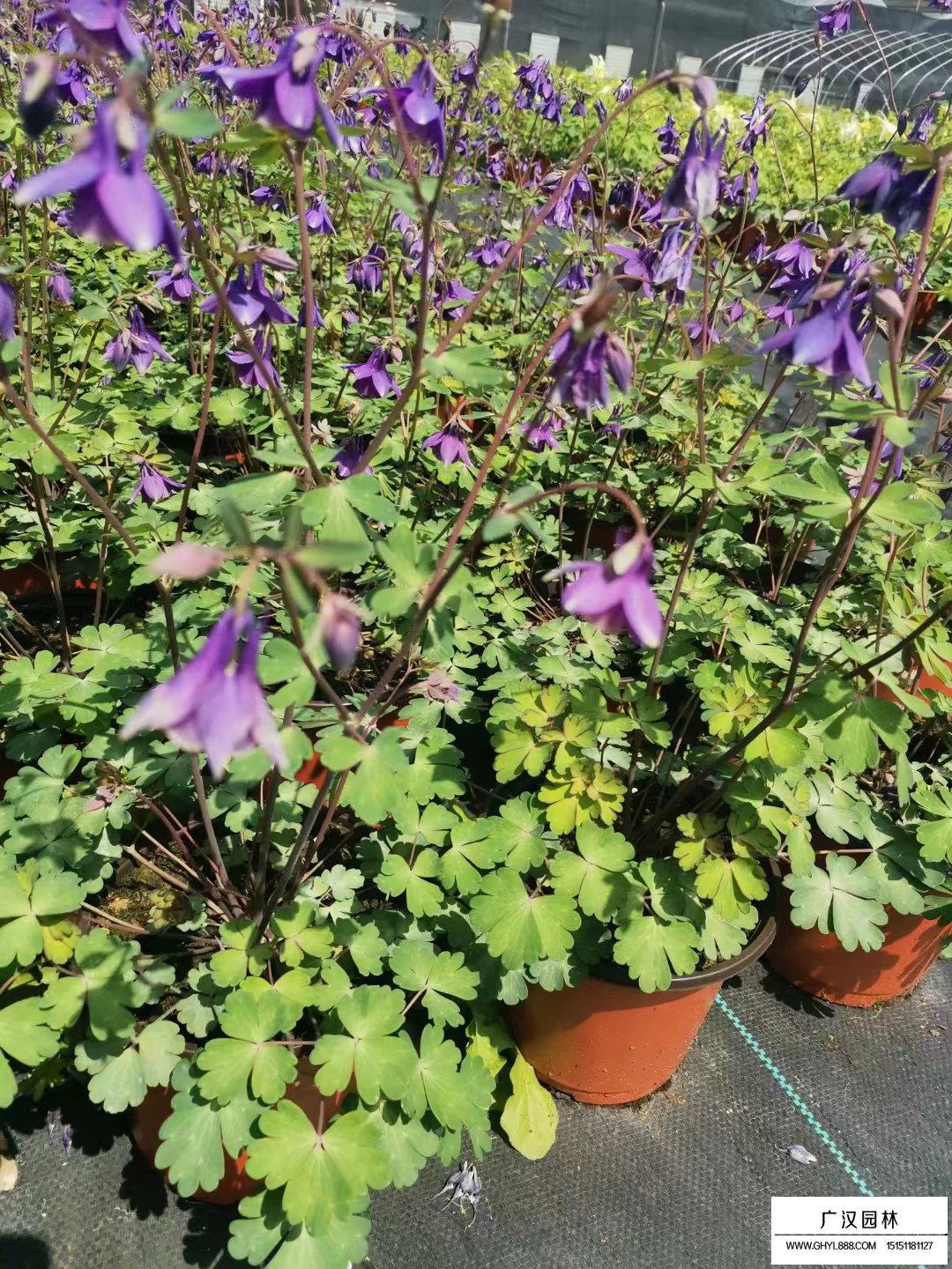 耬斗菜小苗